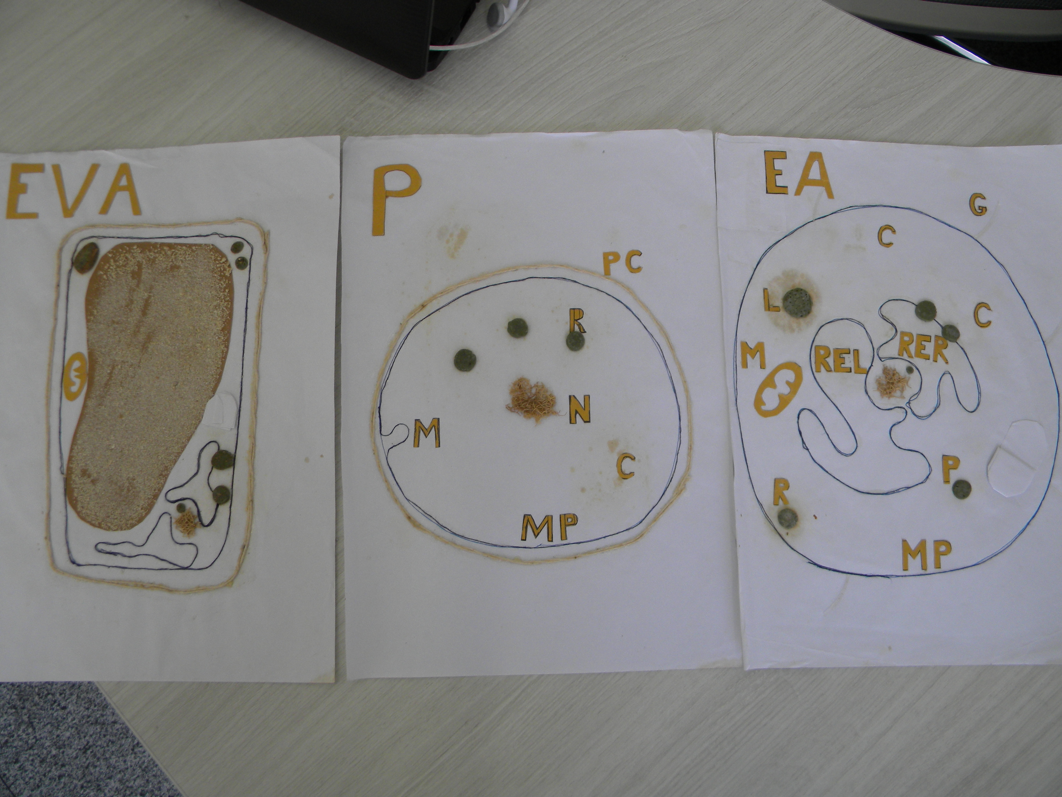 Desenhos de células desenvolvidos pelo professor. São três páginas com três desenhos diferentes